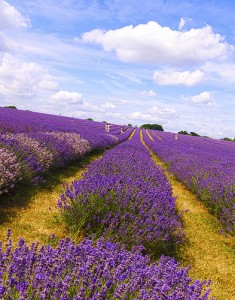 A beautiful day in a lavender field